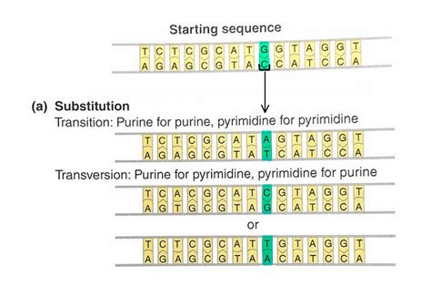 do substitution mutations result in frameshift|Substitution Mutation: Definition, Examples, Types.